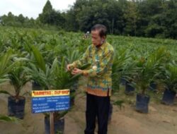 Tingkatkan Produktifitas Sektor Perkebunan, Dinas Perkebunan BU, Realisasi  Program Replanting