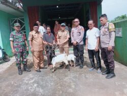 Ketahanan Pangan Desa Ulu Paklik Menyalurkan Bantuan Sepasang Bibit Ternak Kambing