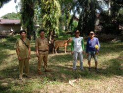 PemDes Desa Napal Putih Memberikan Bantuan Sapi 12 Ekor sapi ke 3 Kelompok (Kadun)