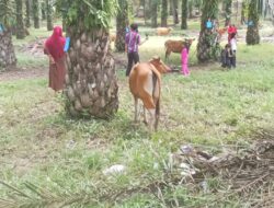 Pemerintah Desa Tanjung Kemenyan kecamatan napa