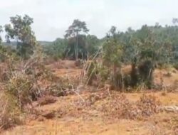 Program Peremajaan Sawit Rakyat (PSR), Melalui Kelompok Tani/Koperasi Desa Napal Putih Kabupaten Bengkulu Utara Tahun 2026 Terindikasi Tidak Mengikuti Regulasi.